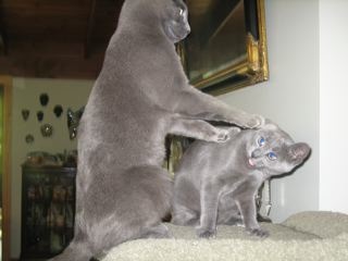 mouse and Buddha Bear, Russian Blues at play